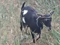 Koza, Kozy — zdjęcie 3
