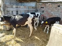 गाय, Russian Black pied cattle — फ़ोटो 1