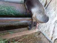 बकरी, LaMancha goats — फ़ोटो 1