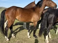 فرس, Dutch warmblood horse — الصورة 2