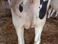 Vaca, Russian Black pied cattle — foto 3