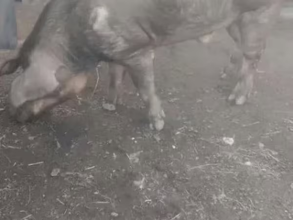 Boar, Дюрок