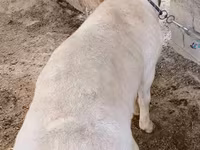 Ovejas (lote, sexo no especificado), Ovejas — foto 1