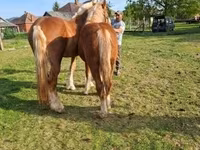 公马, Horses — 照片 3