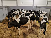 Tehén, Russian Black pied cattle — 7. fotó