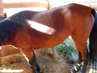 Mare, French Trotter — photo 4