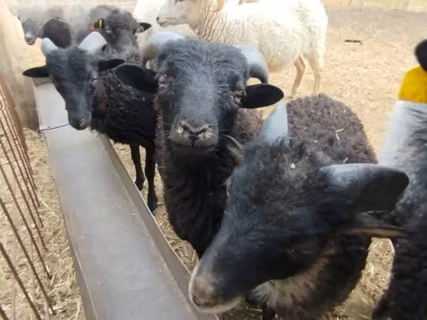 公羊, Ouessant sheep