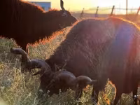 Schaf, Racka sheep — Foto 5