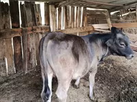Bika, Swiss cattle — 3. fotó