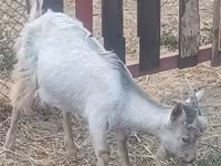 母山羊, Goats — 照片 3