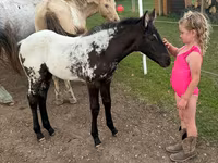 Бие, Appaloosa — 6-сурет