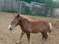 Caballo, Hungarian horse breed — foto 1