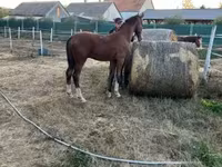 Hing, Dutch warmblood horse — 7. fotó
