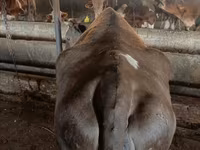 Krowa, Simmental cattle — zdjęcie 4