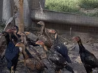 Chickens — zdjęcie 1