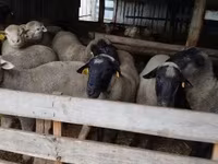 Widder, Ile-de-France sheep — Foto 3