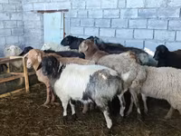 Ovce, Beulah Speckled face sheep — foto 4