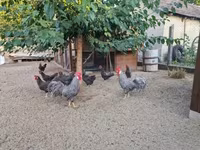 Chickens — foto 7