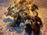 Ducks — Foto 2