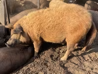 Pigs (batch, sex not specified), Мангалица — photo 1