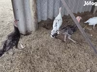 Turkeys — 照片 4