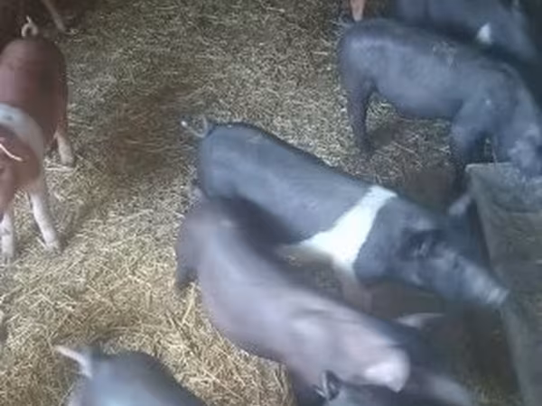 母猪, Pigs