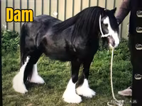घोड़ा, Gypsy horse — फ़ोटो 3