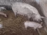 猪（批次，未指定性别）, Pigs — 照片 3