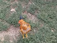 Chickens — foto 7