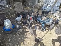 Chickens — photo 2