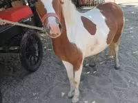 Mare, Horses — photo 2
