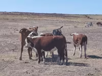 Taureau, Vache kazakhe à tête blanche — photo 2