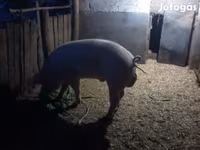 公猪, Pigs — 照片 2