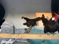 Chickens — foto 1