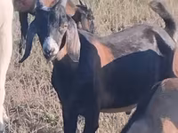 Bak, Nubian Goat — 1. fotó