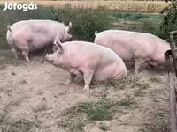 Boar, Pigs — photo 2