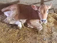 Krowa, Swiss cattle — zdjęcie 3
