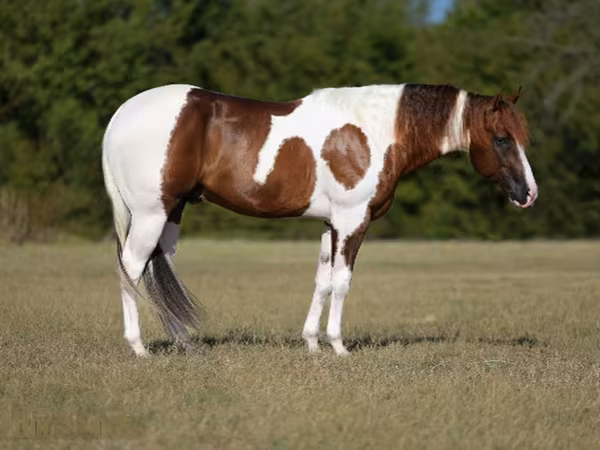 Hengst, American paint horse
