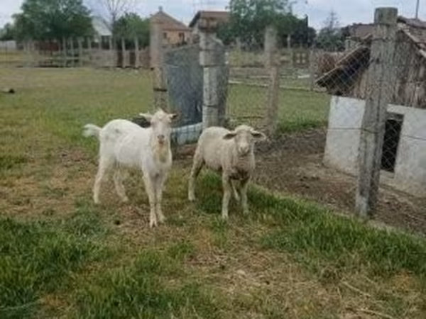 Baran, Merino sheep