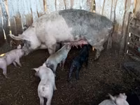 Schweine (Partie, Geschlecht nicht angegeben), Schweine — Foto 7