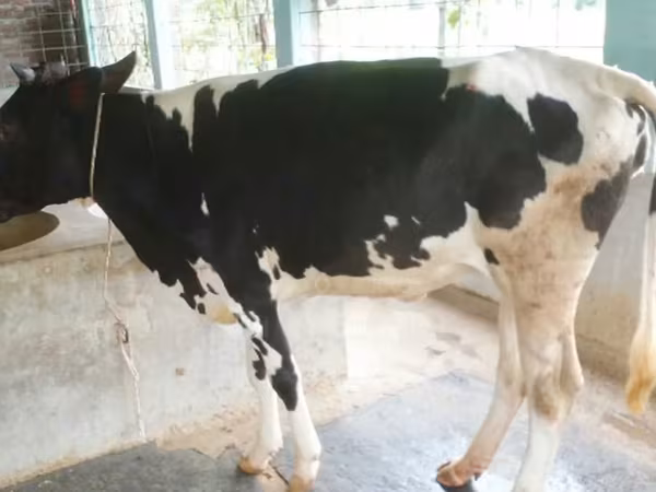 Tehén, Russian Black pied cattle