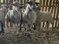 Қой, Merinoland sheep — 4-сурет