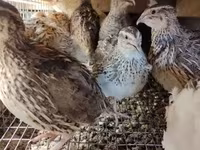 Quails — Foto 5