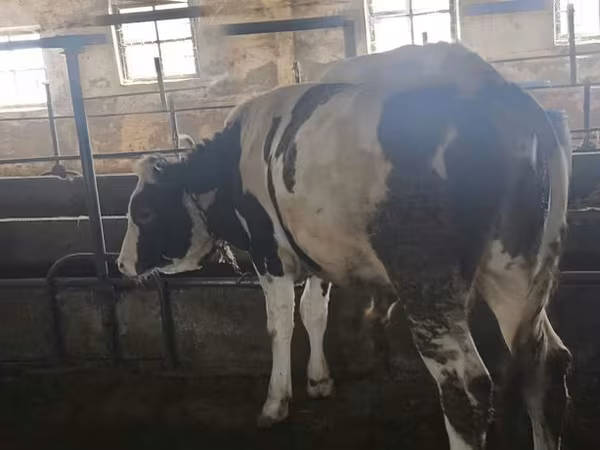 Touro, Simmental cattle
