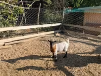 Nőstény kecske, Dutch Landrace goats — 2. fotó