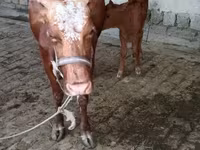 Kuh, Simmental cattle — Foto 4
