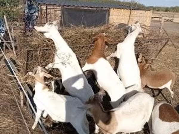 Dişi keçi, Boer goat