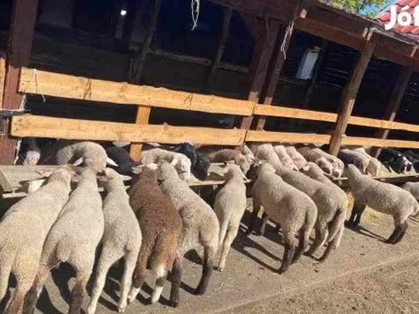 Kos, Cameroon sheep — Magyarország