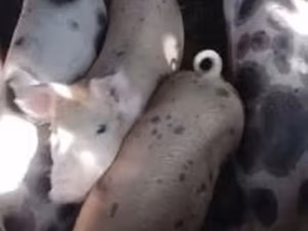 母猪, Дюрок