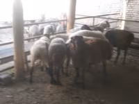 Widder, Arabi sheep — Foto 4